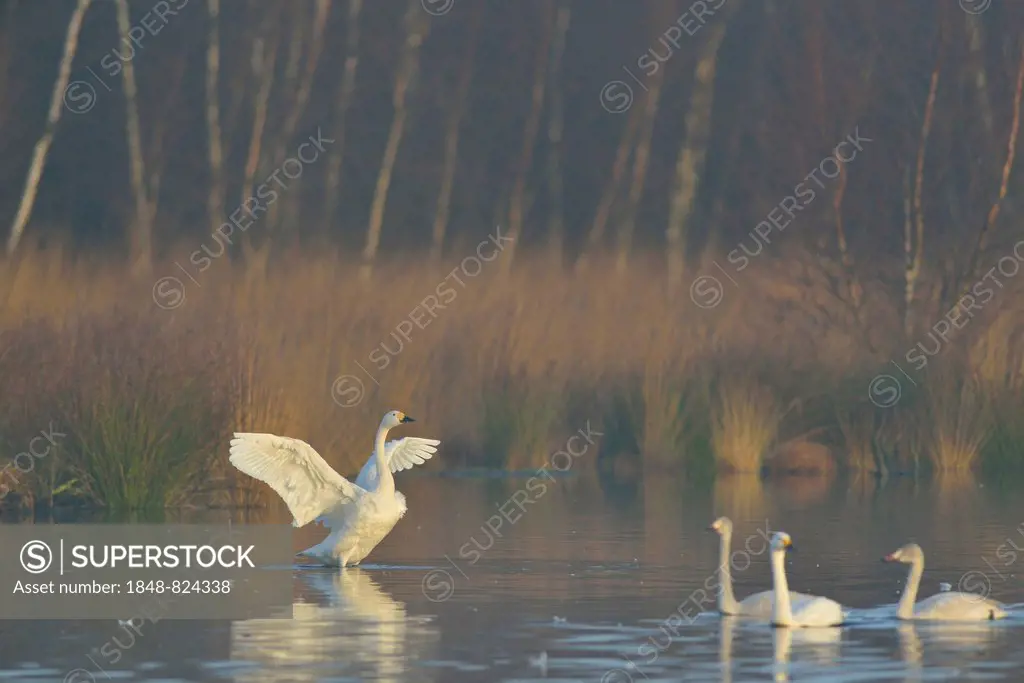 Bewick's Swans (Cygnus bewickii), Emsland, Lower Saxony, Germany