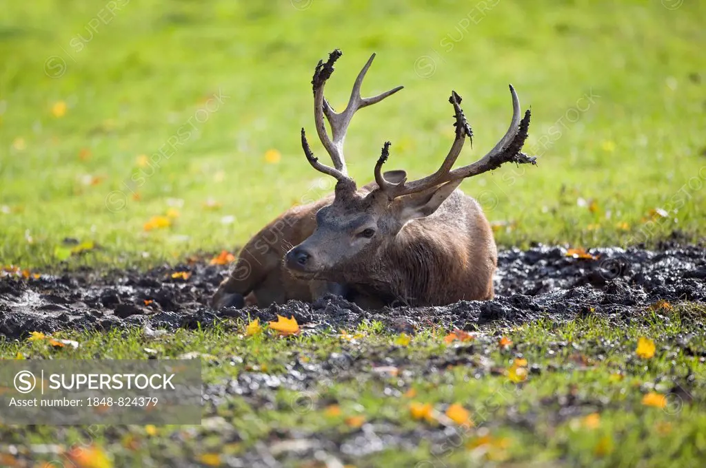 Red Deer (Cervus elaphus) lying in the wallow, captive, Bavaria, Germany
