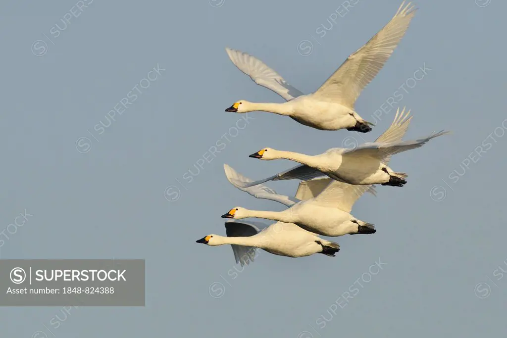 Bewick's Swans (Cygnus bewickii), in flight, Emsland region, Lower Saxony, Germany