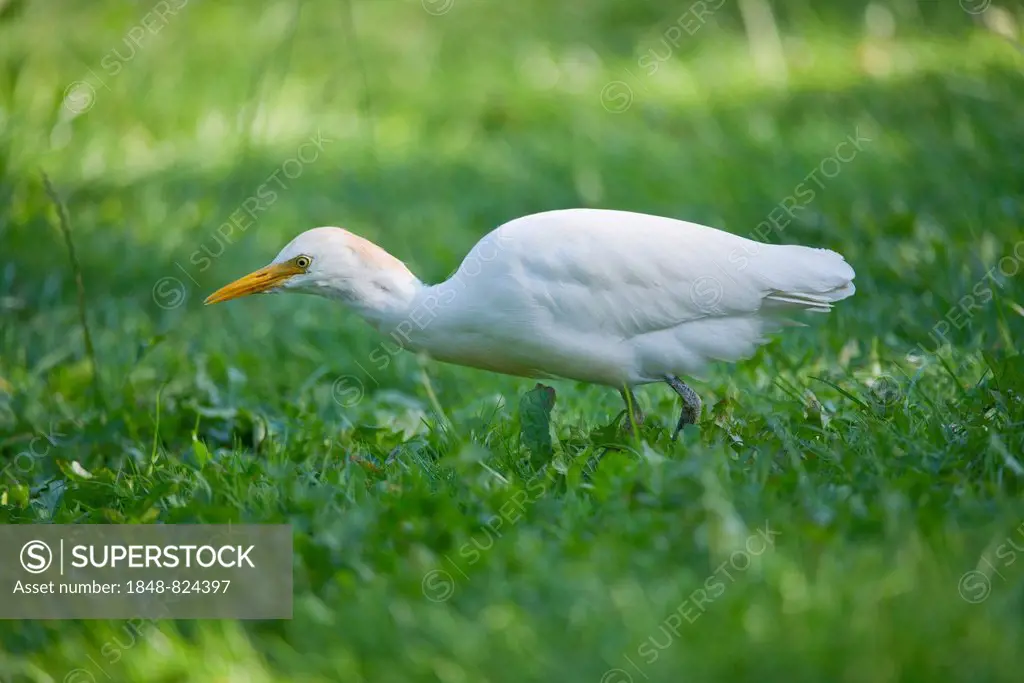 Cattle Egret (Bubulcus ibis) foraging, captive, native to North and South America, Mecklenburg-Vorpommern, Germany