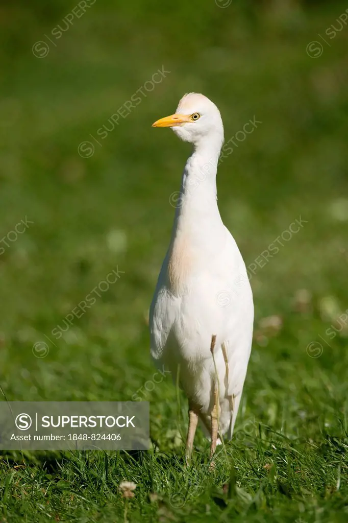 Cattle Egret (Bubulcus ibis) standing in a meadow, captive, native to North and South America, Mecklenburg-Vorpommern, Germany