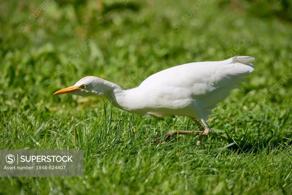 Cattle Egret (Bubulcus ibis) foraging, captive, native to North and South America, Mecklenburg-Vorpommern, Germany