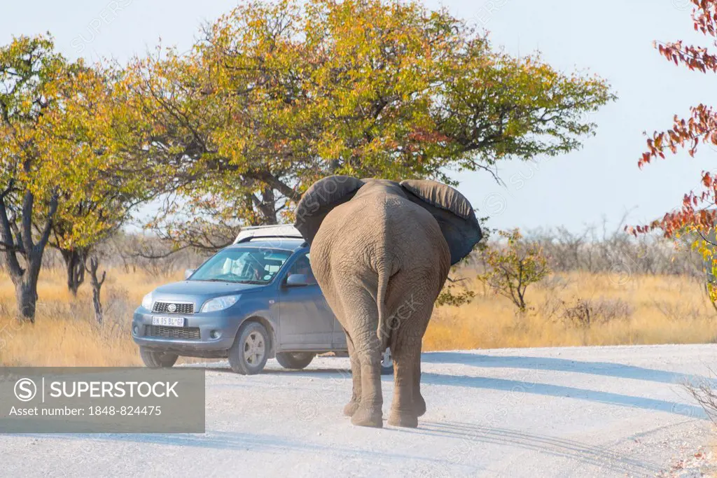 African Elephant (Loxodonta africana) standing in front of a vehicle in the road, Etosha National Park, Namibia
