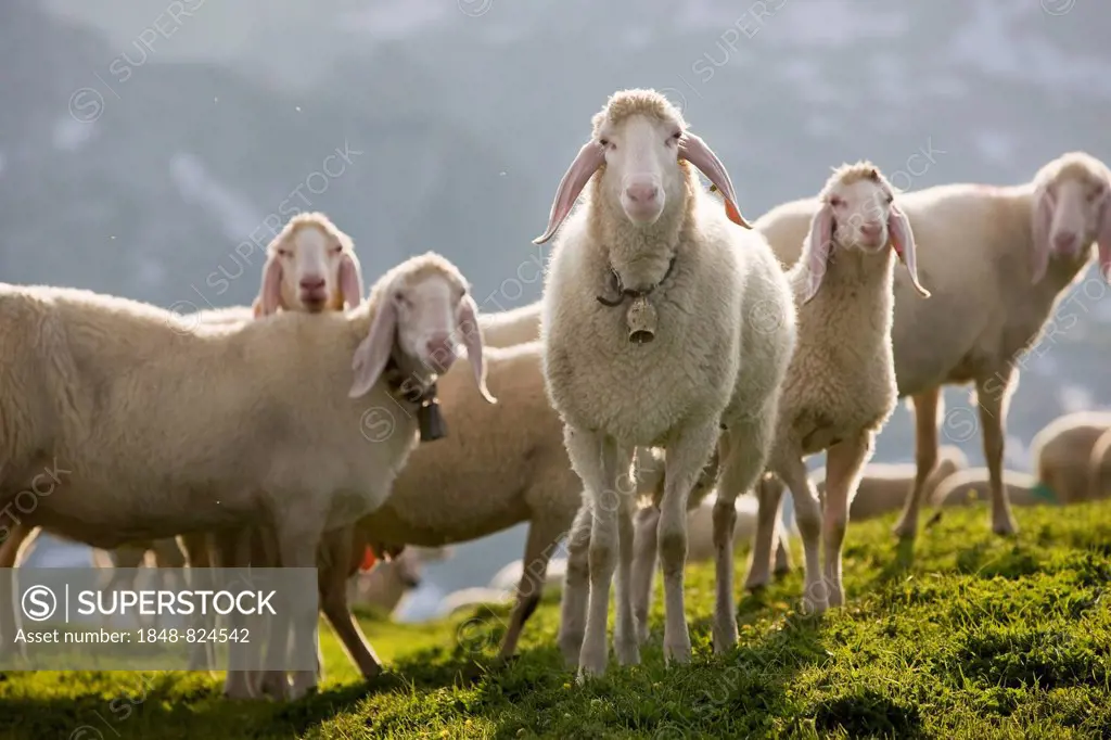 Sheep on a mountain meadow, Rofan Mountains, North Tyrol, Austria