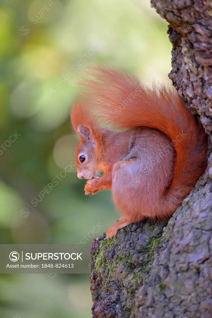 Eurasian Red Squirrel (Sciurus vulgaris) sitting on a tree while eating