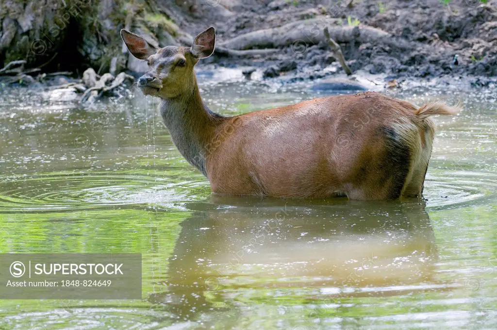 Red Deer (Cervus elaphus), hind cooling off in the water, captive, Bavaria, Germany