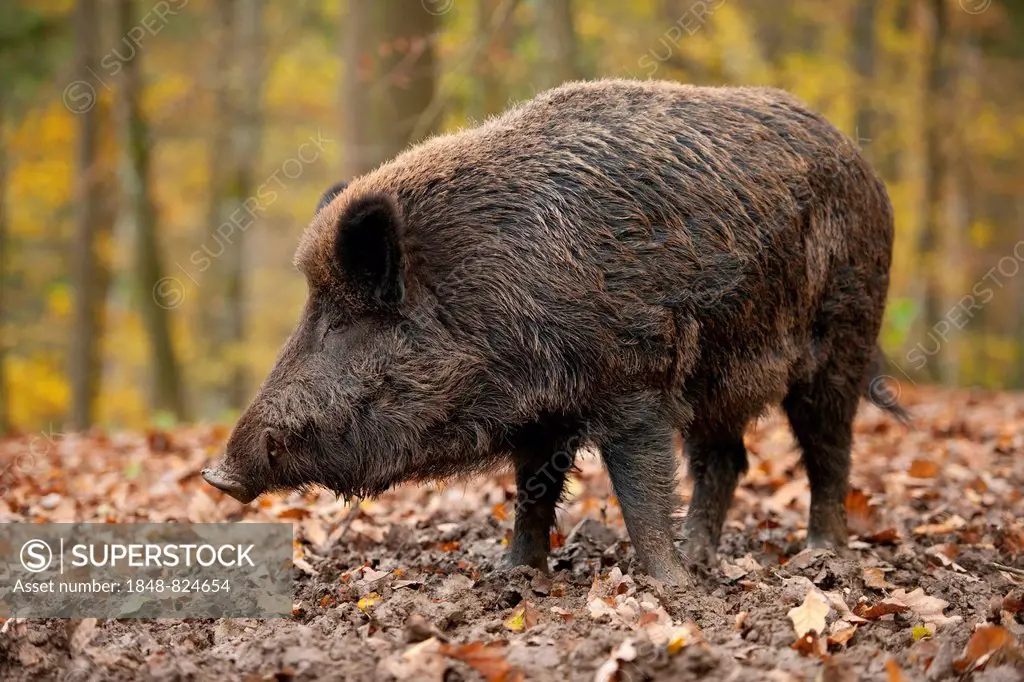 Wild Boar (Sus scrofa), boar, adult male, captive, Bavaria, Germany