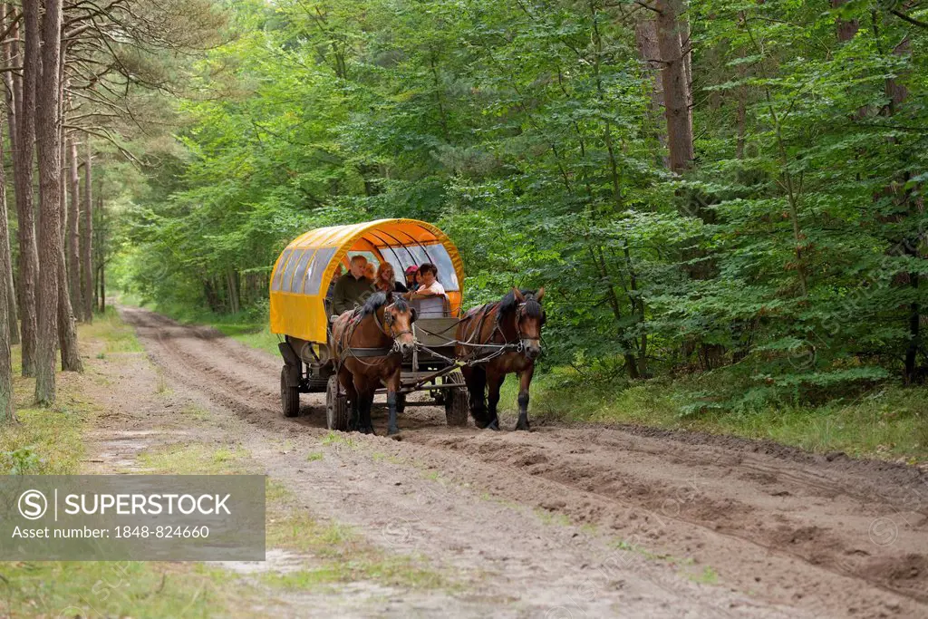 Horse-drawn carriage with passengers in a forest, Darß, Bodden Landscape of Vorpommern National Park, Mecklenburg-Western Pomerania, Germany