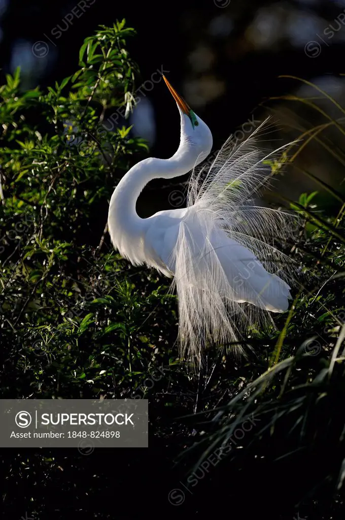 Great Egret (Ardea alba) displaying, Florida, USA