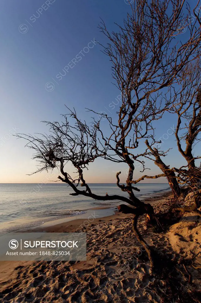 Dead trees, west beach, Darß, Western Pomerania Lagoon Area National Park, Mecklenburg-Vorpommern, Germany