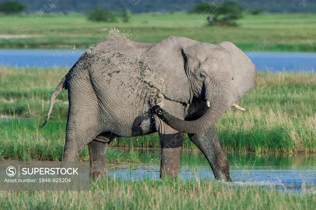 African Elephant (Loxodonta africana) cooling down at the Namutoni water hole, Etosha National Park, Namibia