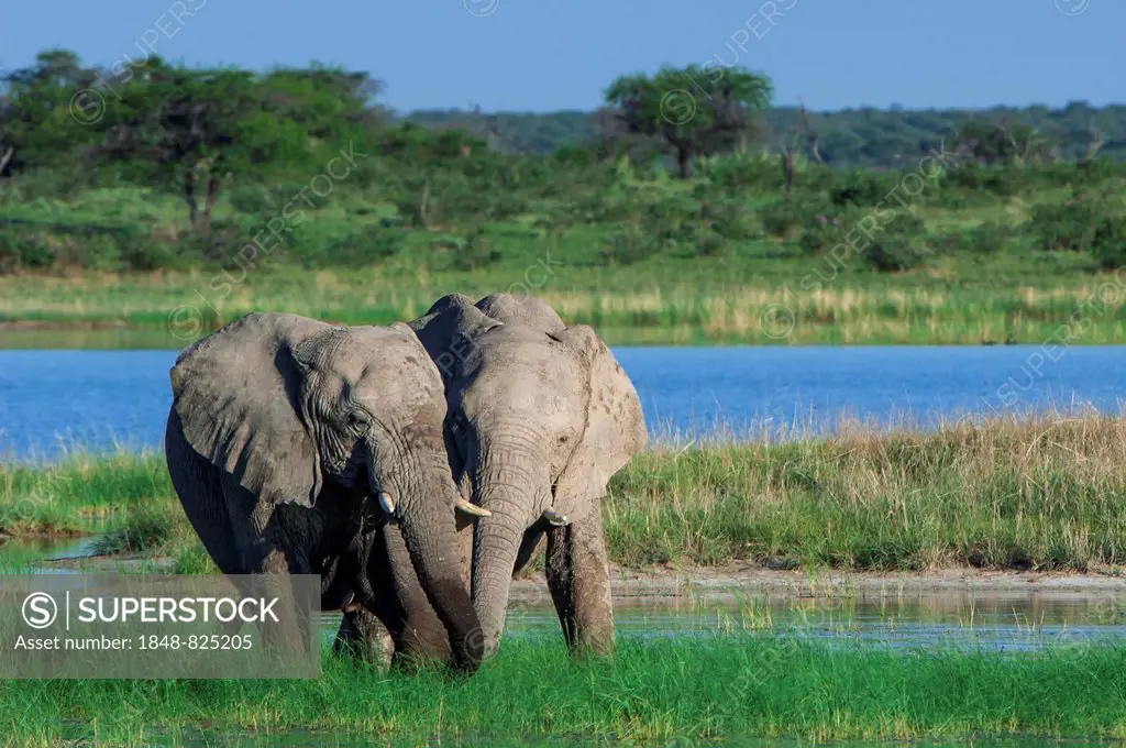 African elephants (Loxodonta africana) playfighting at the Namutoni water hole, Etosha National Park, Namibia
