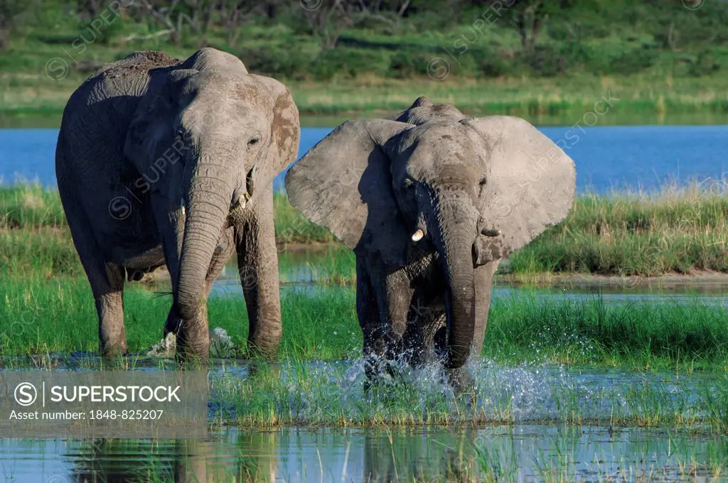 African elephants (Loxodonta africana) at the Namutoni waterhole, Etosha National Park, Namibia