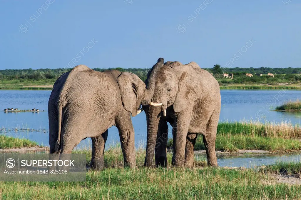 African elephants (Loxodonta africana) playfighting at the Namutoni water hole, Etosha National Park, Namibia