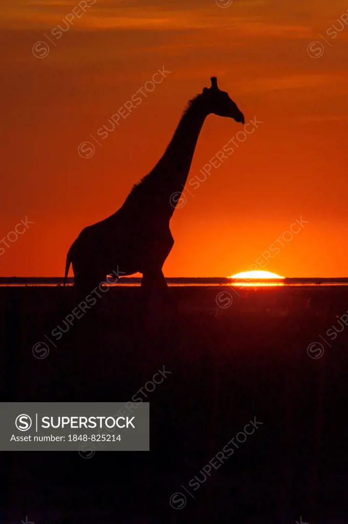 Giraffe (Giraffa camelopardalis) at sunset, backlit, Namutoni, Etosha National Park, Namibia