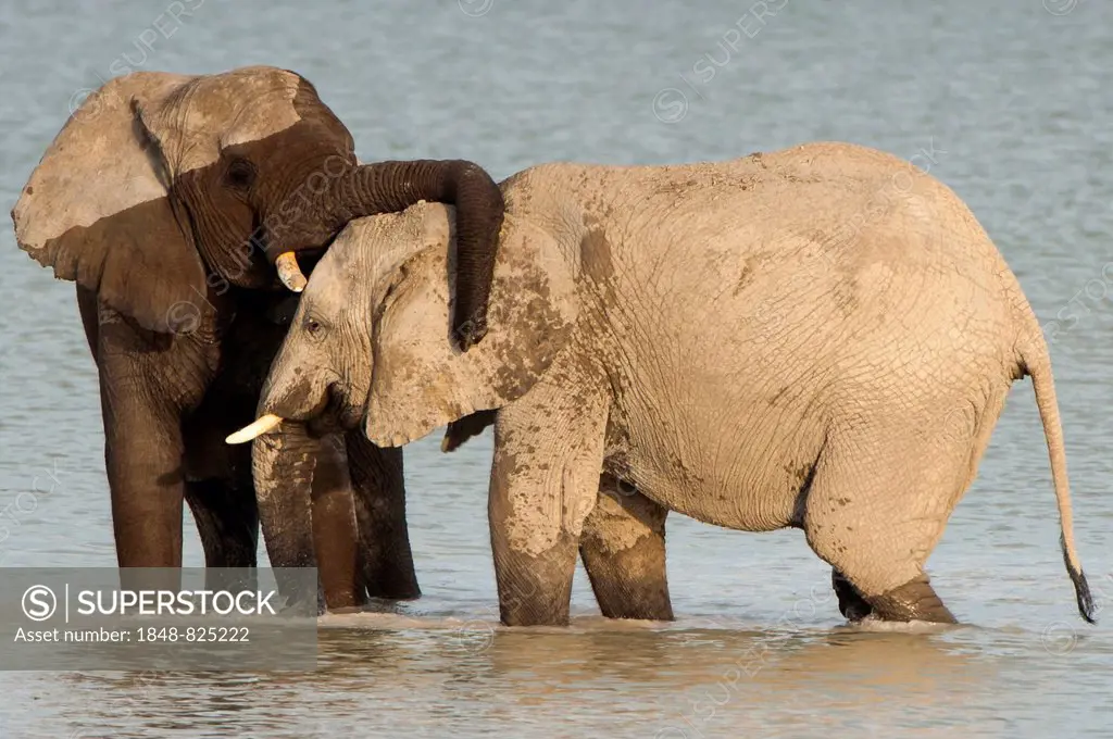 African elephants (Loxodonta africana) playfighting at the Namutoni water hole, Etosha National Park, Namibia