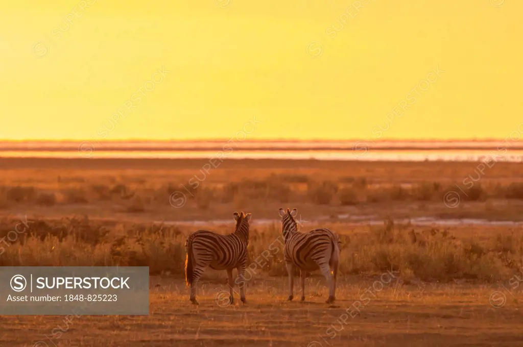 Burchell's Zebras (Equus burchelli) at sunset at a water hole, Namutoni, Etosha National Park, Namibia