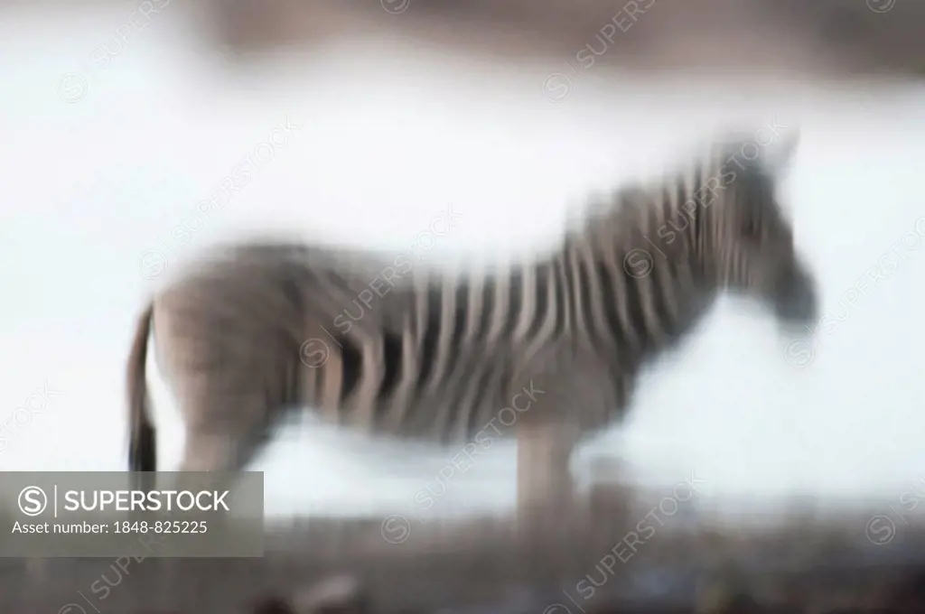 Burchell's Zebra (Equus burchelli) reflected in a water hole, Namutoni, Etosha National Park, Namibia