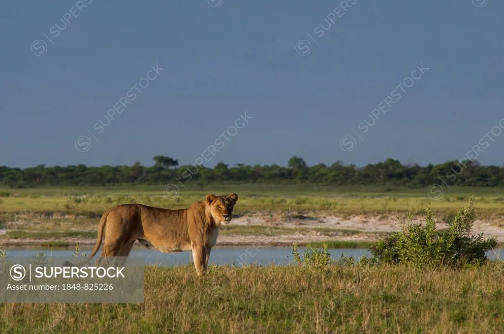Lion (Panthera leo) at waterhole, Namutoni, Etosha National Park, Namibia