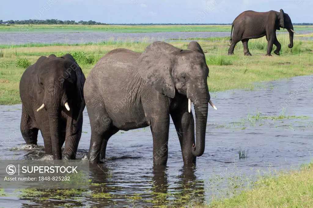 African Elephants (Loxodonta africana) walking through water, Chobe Waterfront, Chobe National Park, Botswana
