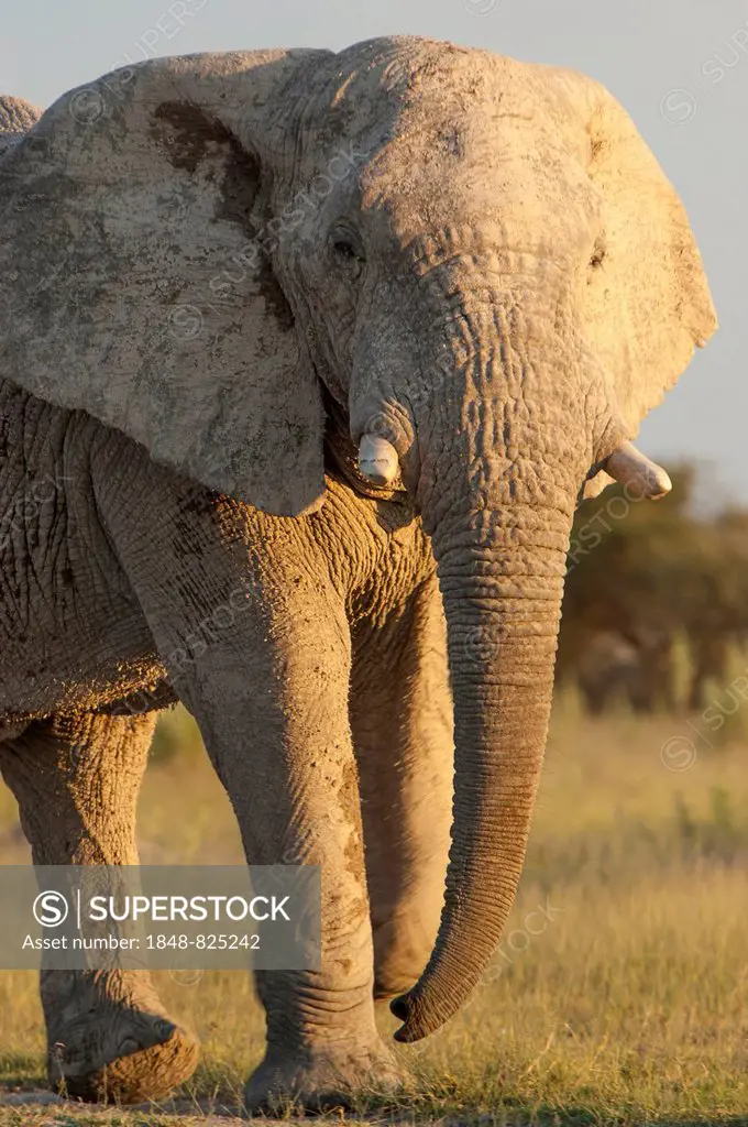 African Elephant (Loxodonta africana), Chobe Waterfront, Chobe National Park, Botswana