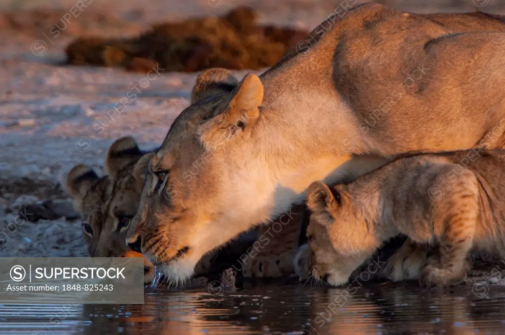 Lioness (Panthera leo) with cubs at a waterhole, Namutoni, Etosha National Park, Namibia