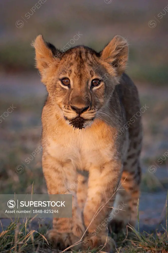 Young lion (Panthera leo), lion cub, Namutoni, Etosha National Park, Namibia