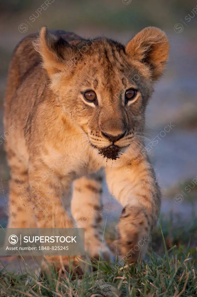 Young lion (Panthera leo), lion cub, Namutoni, Etosha National Park, Namibia