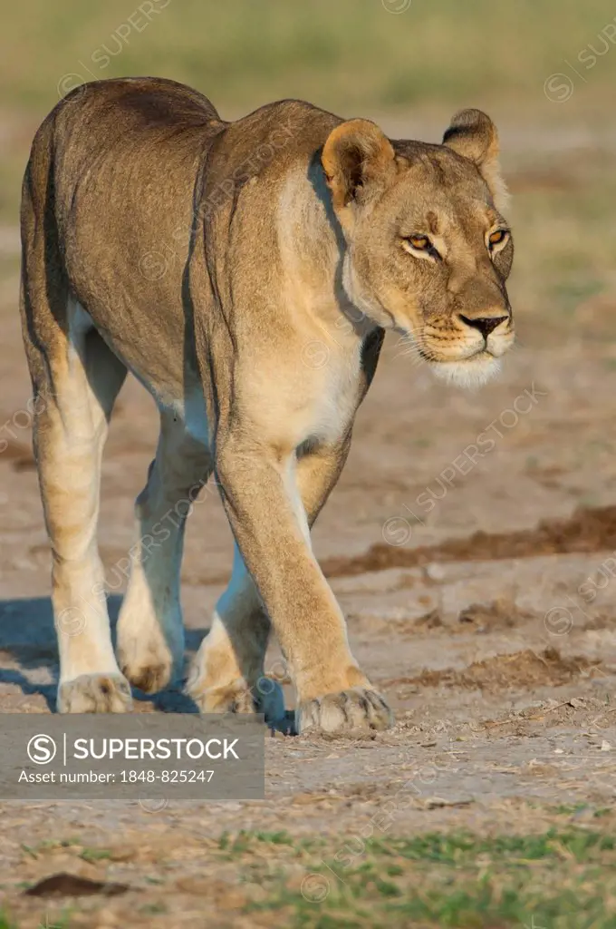 Lioness (Panthera leo), Namutoni, Etosha National Park, Namibia