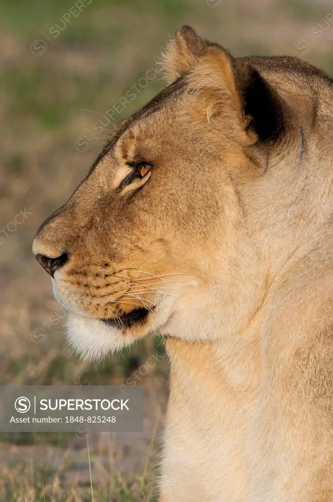 Lion (Panthera leo), portrait, Namutoni, Etosha National Park, Namibia