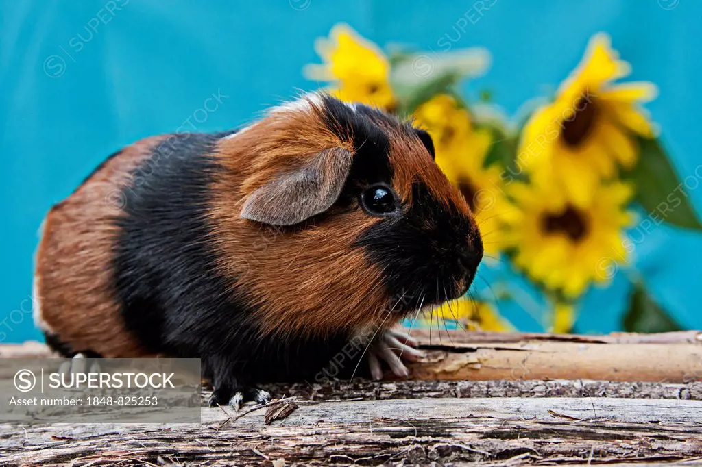 Smooth Guinea Pig, pup