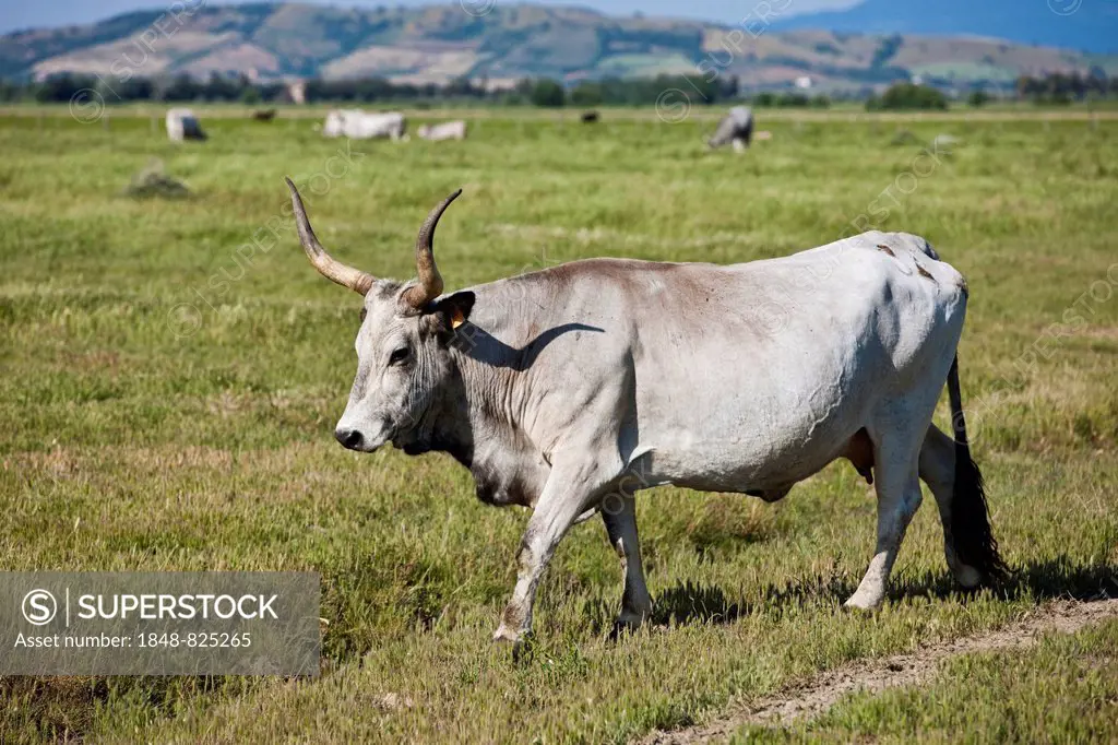 Maremma cattle, Natural Park of Maremma, in Alberese, Grosseto, Tuscany Province, Italy