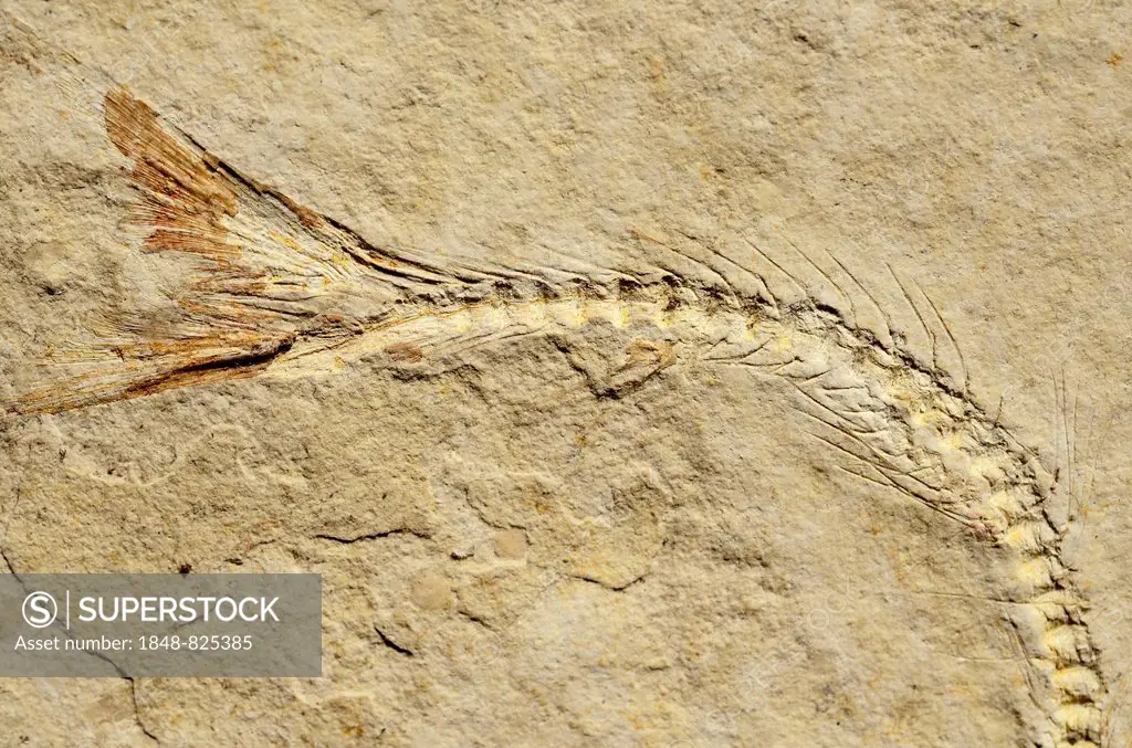 Fossil of a herring-related fish (Anaesthanion angustus), Upper Jurassic, around 150 million years Solnhofen Plattenkalk limestone