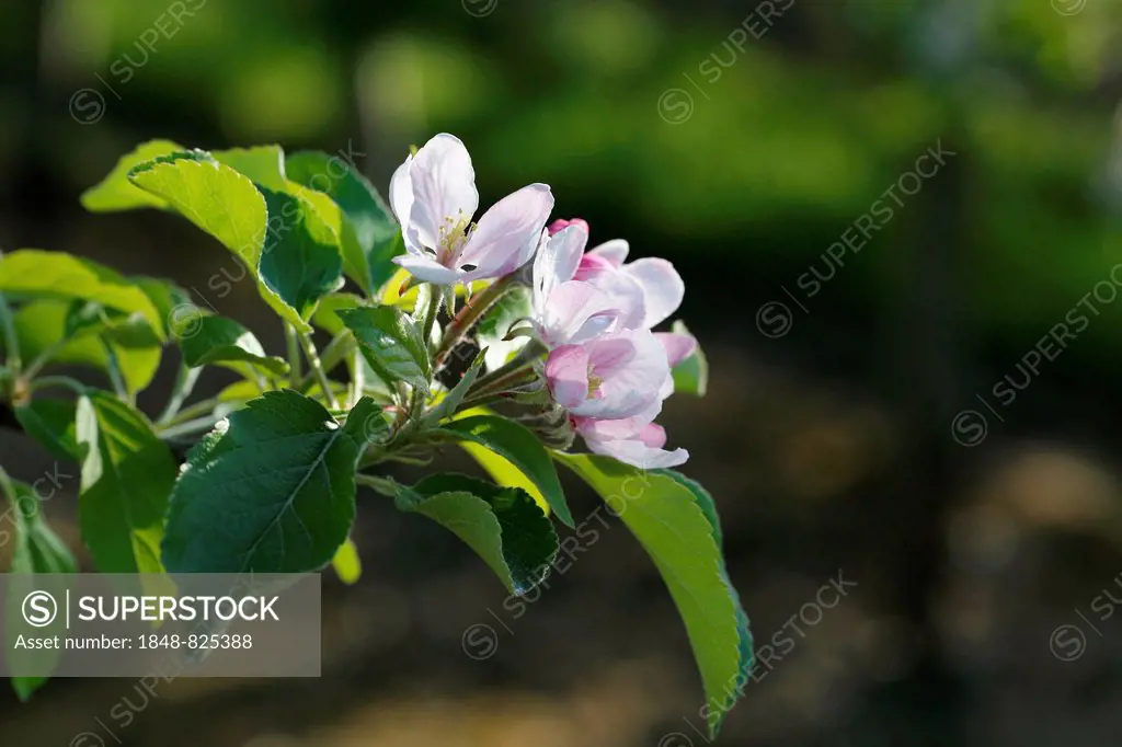 Apple blossoms (Malus)