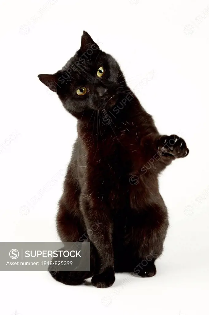 Black cat, tomcat