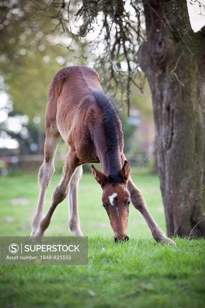 Filly, 4 weeks, trotter, first grazing