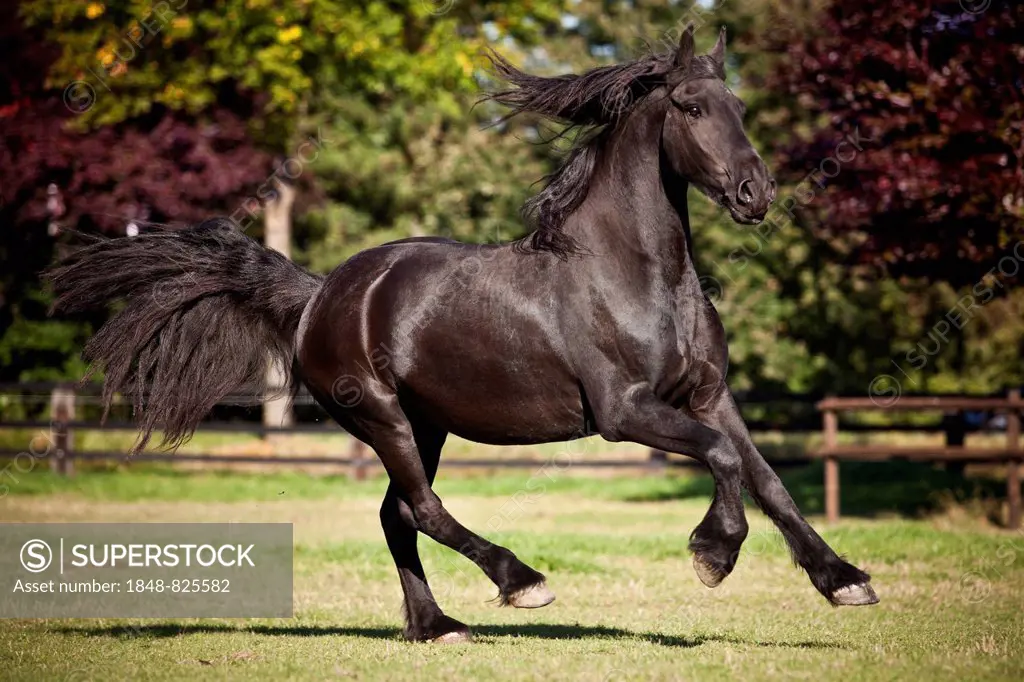 Friesian, black horse, gelding, galloping on meadow