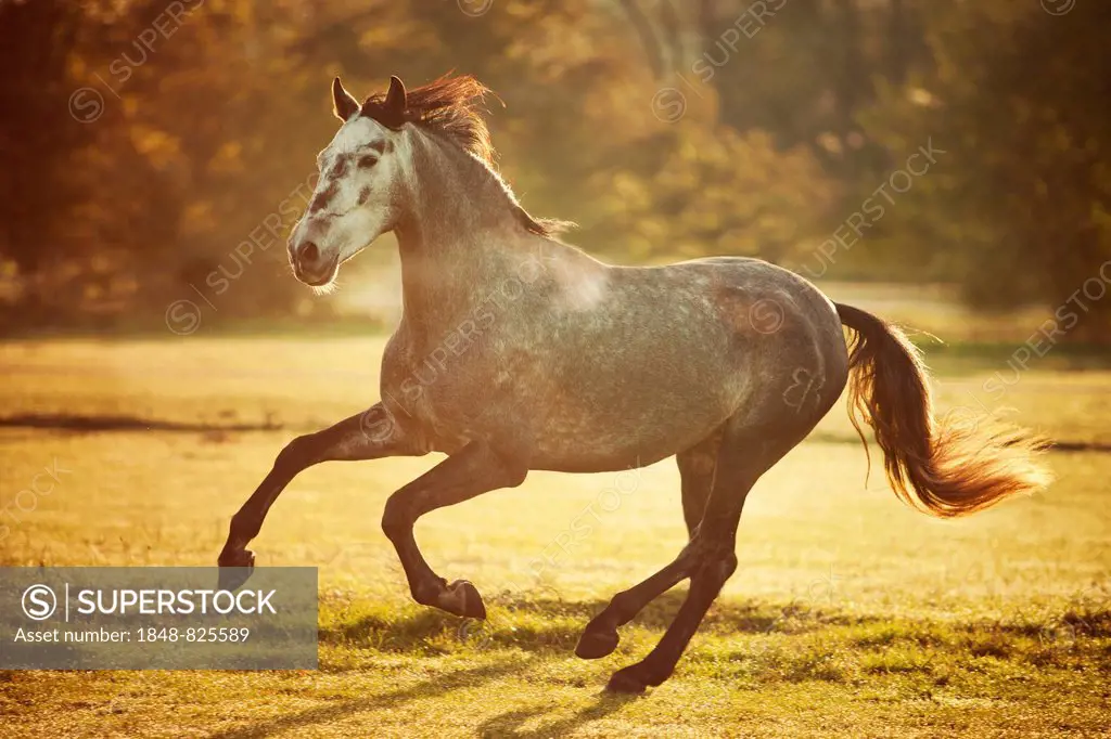 PRE, gelding, dapple gray, developing white horse, in autumnal morning light, galloping on meadow