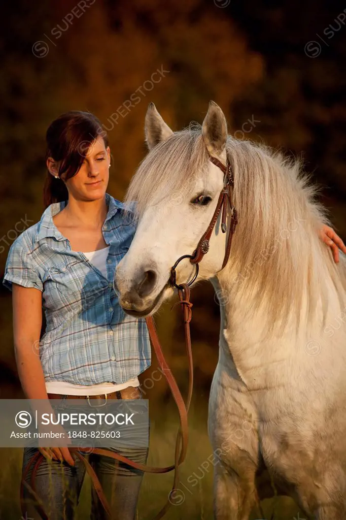 Woman with Welsh Pony, white horse, gelding, on meadow in the evening light