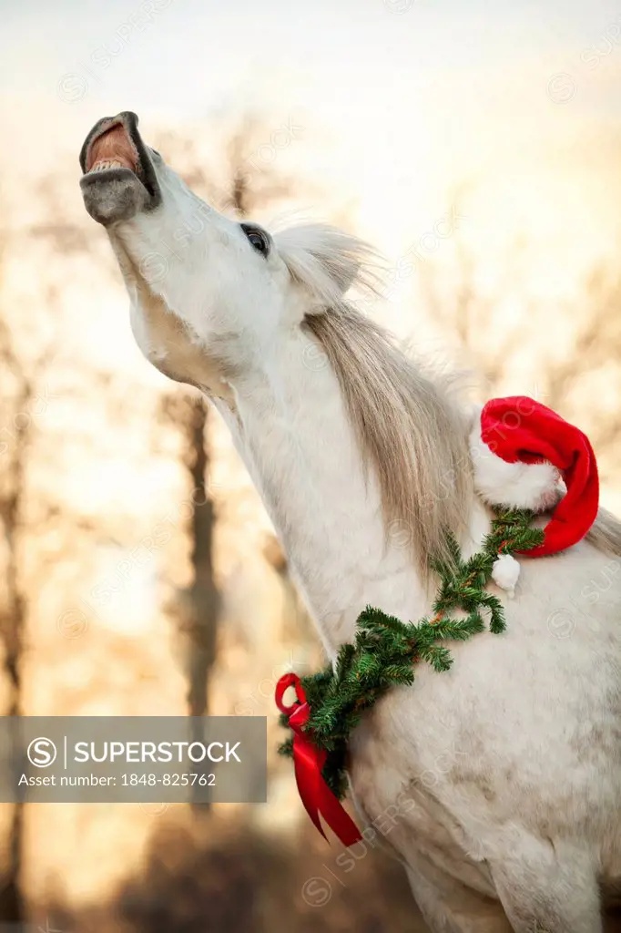 Welsh pony mix, white horse, flehmen with Christmas wreath around its neck