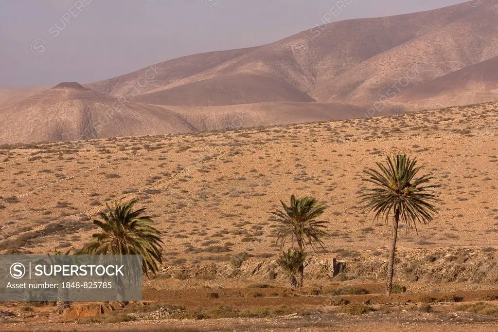 Mountain landscape with a palm grove near Tuineje, Fuerteventura, Canary Islands, Spain