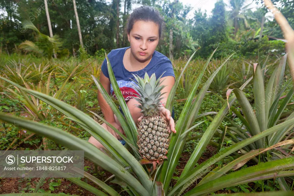 Girl, about 16 years, reaching for a Pineapple (Ananas comosus), plant, Western Province, Sri Lanka