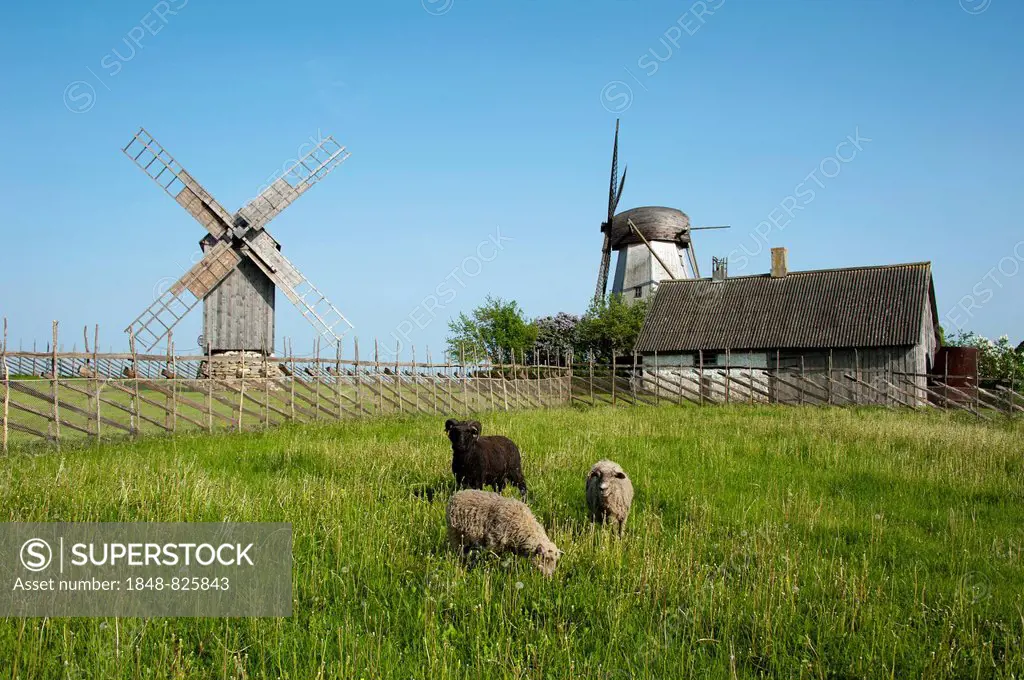 Sheep grazing in front of windmills, Angla, Saaremaa Island, Estonia, Baltic States