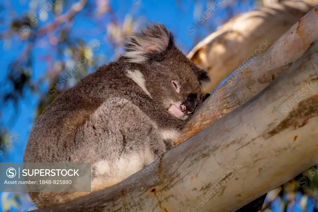 Koala (Phascolarctos cinereus), adult, resting in a tree, South Australia, Australia