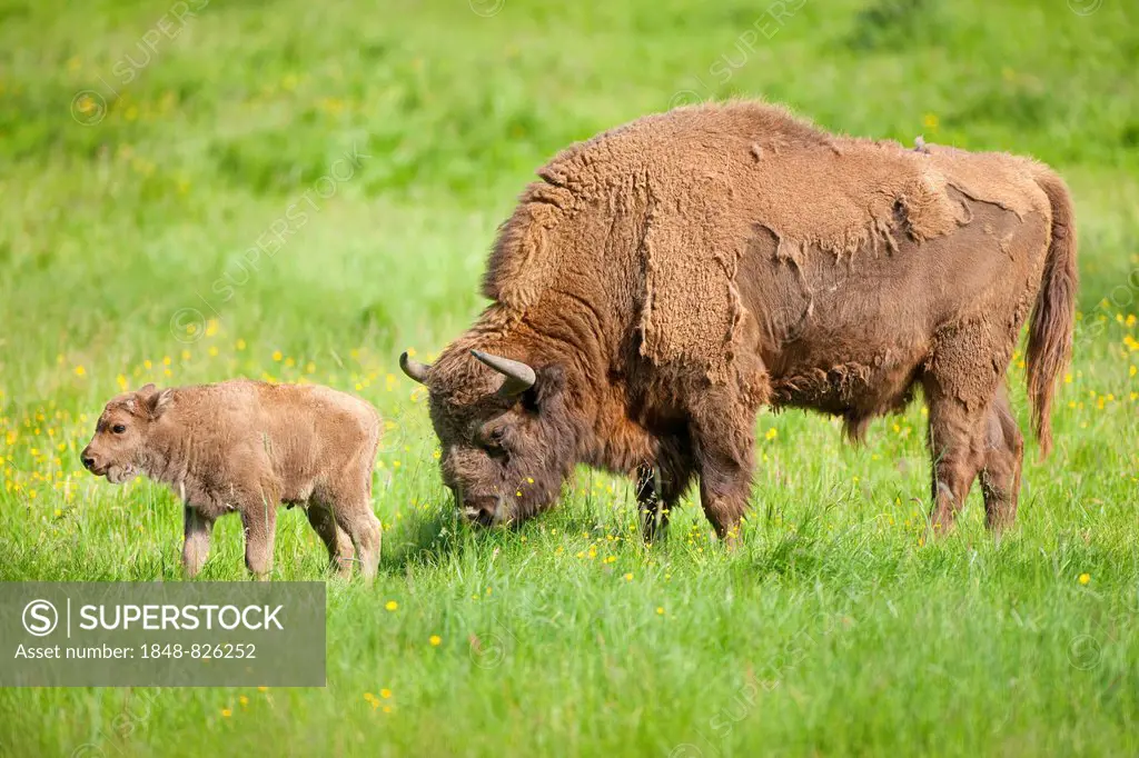 European bison (Bison bonasus), bull and calf standing in a meadow, captive, North Rhine-Westphalia, Germany
