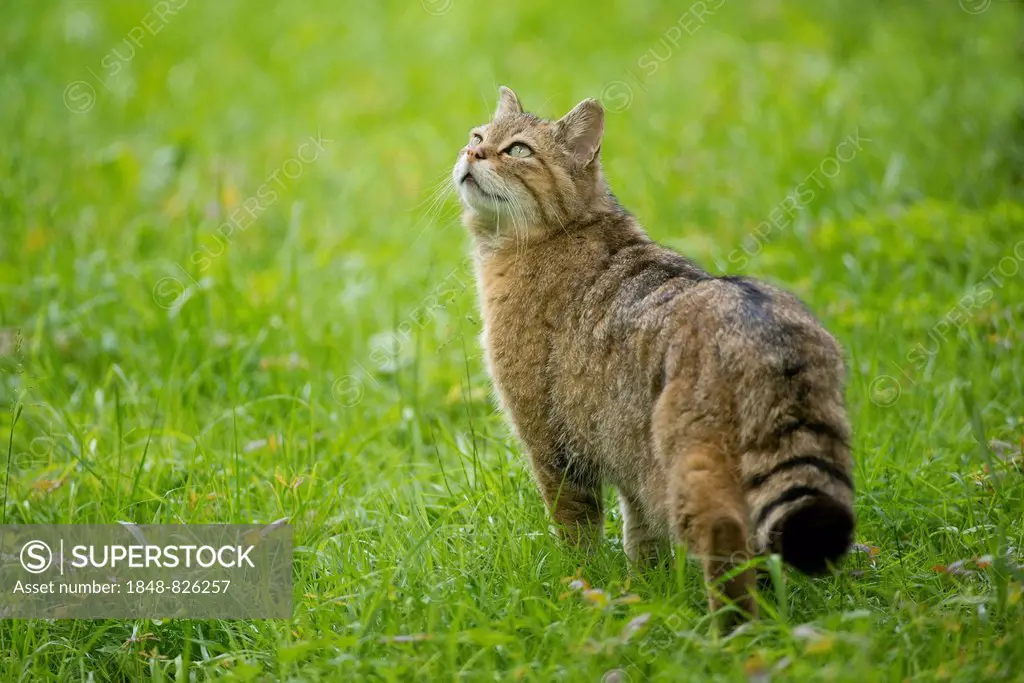 European wildcat (Felis silvestris) standing in a meadow, captive, Bavaria, Germany
