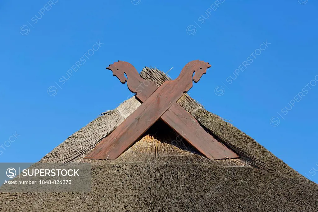 Thatched roof, horse heads or Muulapen as with gable adornment, Ahrenshoop, Darß, Mecklenburg-Vorpommern, Germany
