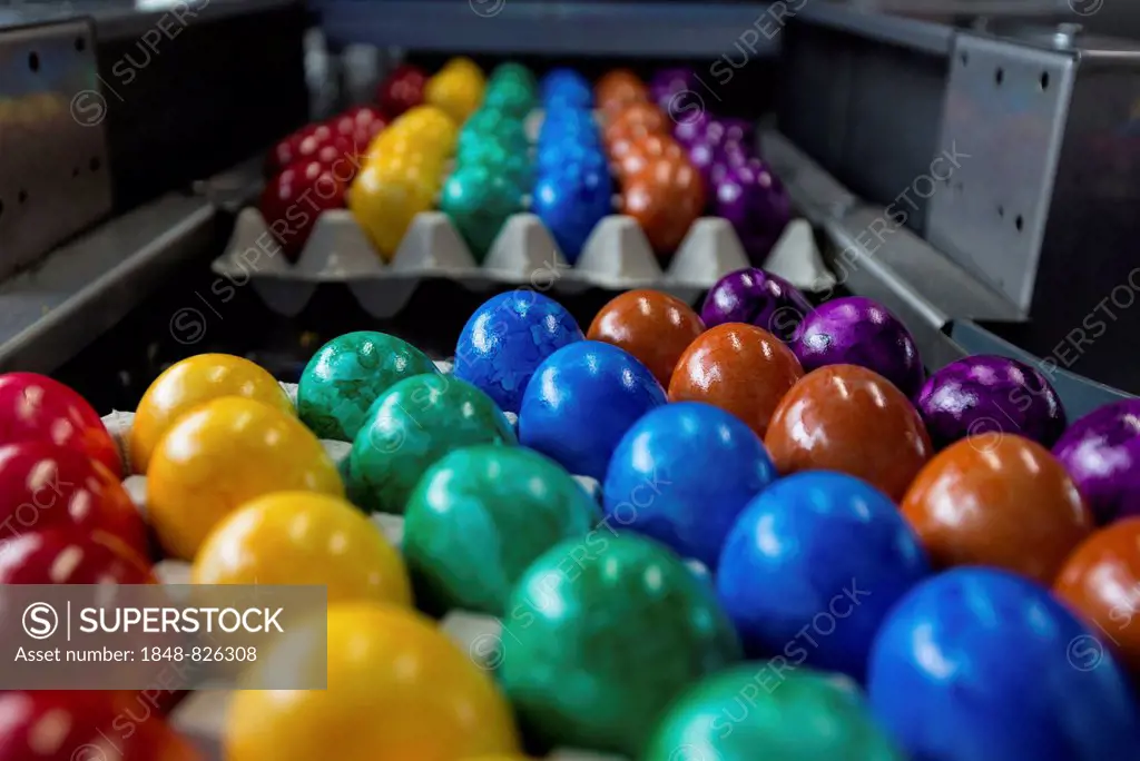 Brightly coloured Easter eggs on a conveyor belt, Beham egg dyeing company, Thannhausen, Bayern, Germany