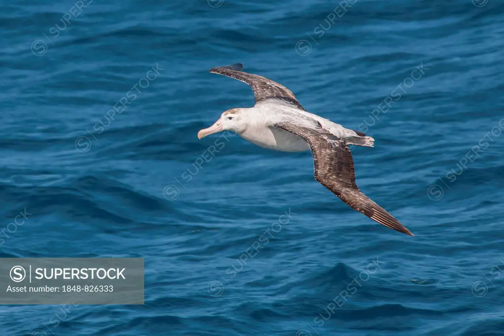 Wandering Albatross (Diomedea exulans), Bay of Isles, South Georgia and South Sandwich Islands, British overseas territory