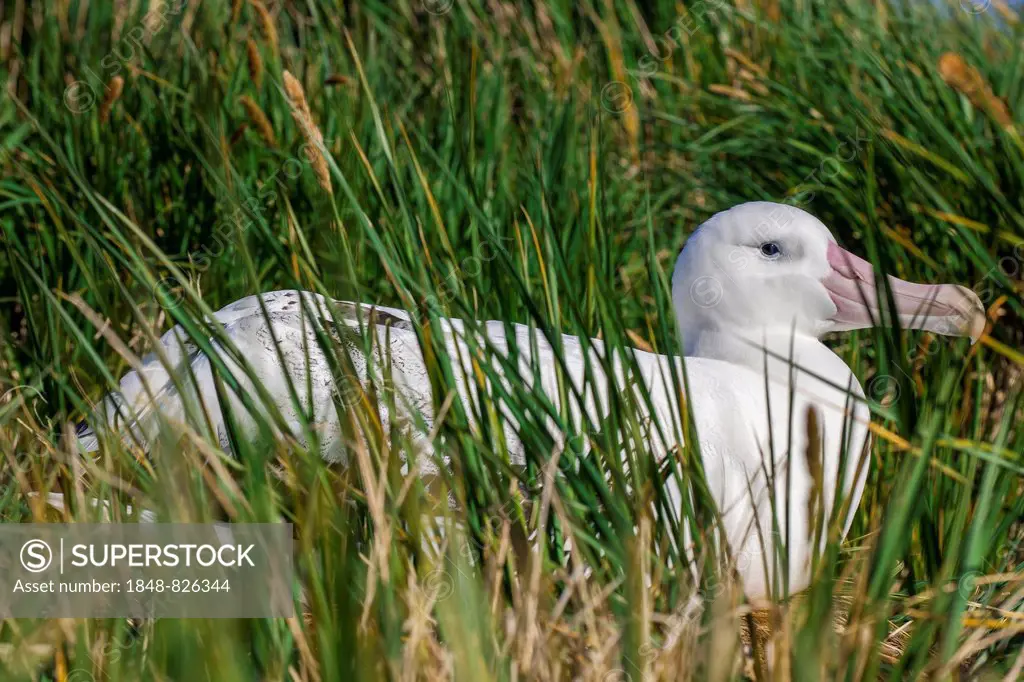 Wandering Albatross (Diomedea exulans) at its nesting site, Bay of Isles, South Georgia and South Sandwich Islands, British overseas territory